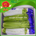 Chinese celery, long green celery for sale